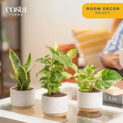 Vibrant faux potted olive tree in a textured fluted ceramic planter resting beside a bedroom reading armchair in natural sunlight