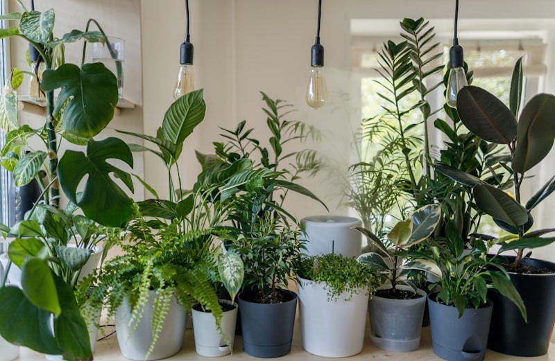 Choosing the Right Pot and Soil for a Snake Plant