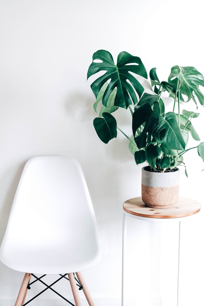 Ideal Temperature and Humidity for Snake Plant