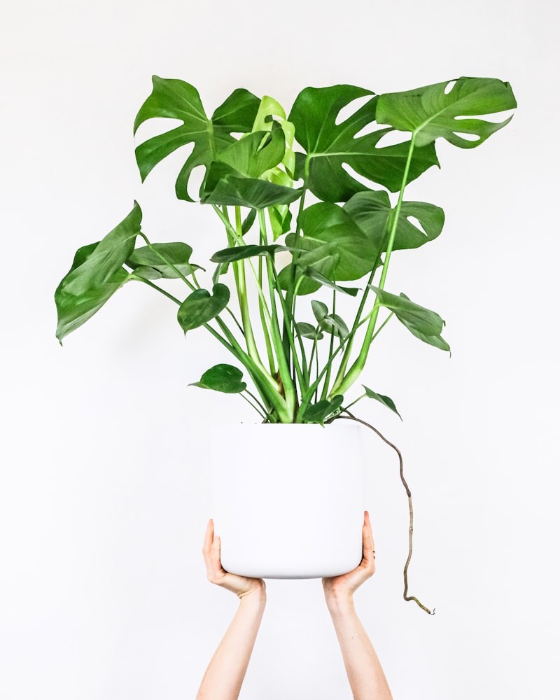 Different Snake Plant Varieties