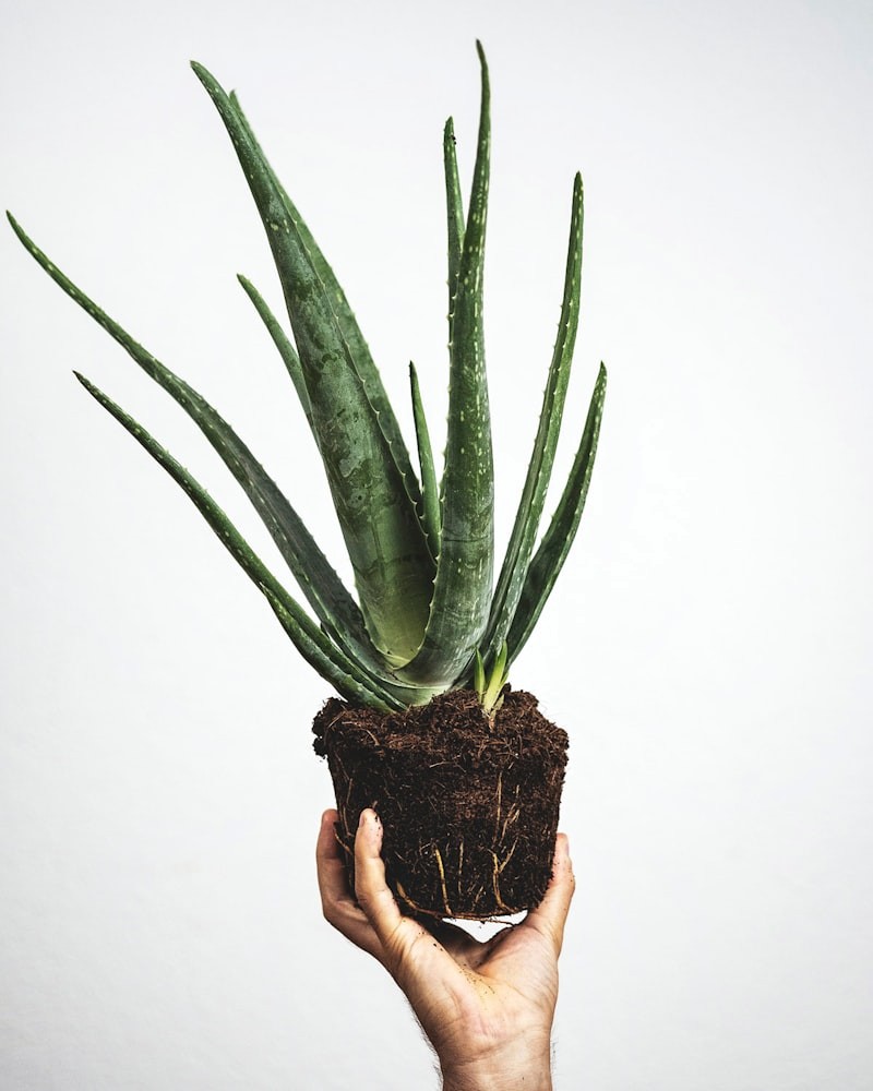 Watering a Snake Plant properly